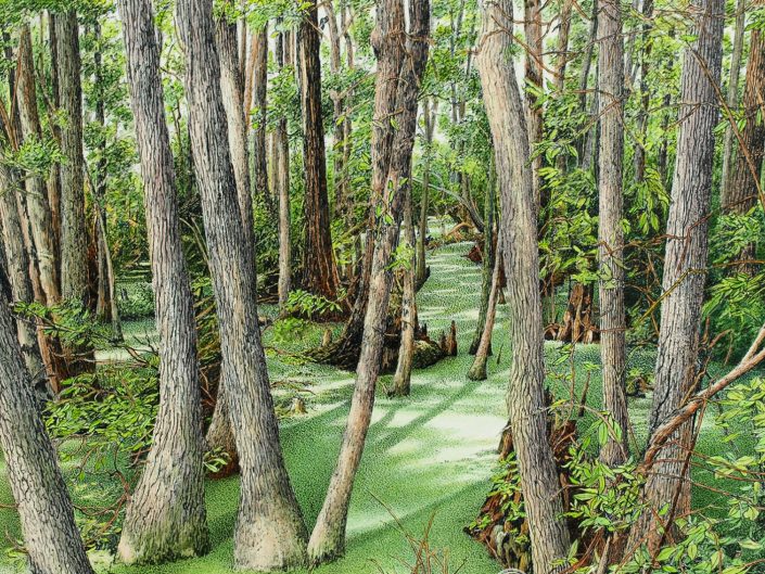 Robert Hinves - Florida Wetlands