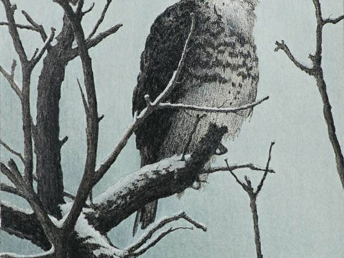 Robert Hinves - Goshawk